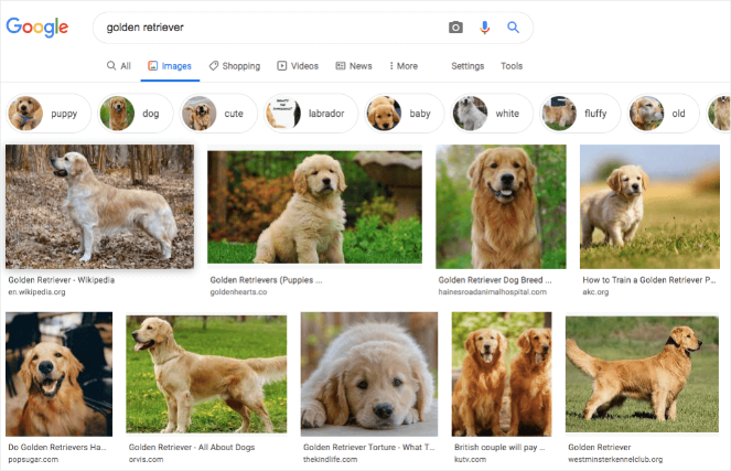 1.-Image-search - Blog Tyrant A google image search of golden retrievers