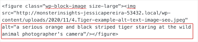 alt-text-tiger-rainforest - Blog Tyrant An example of an alt tag in HTML and how it improves image SEO